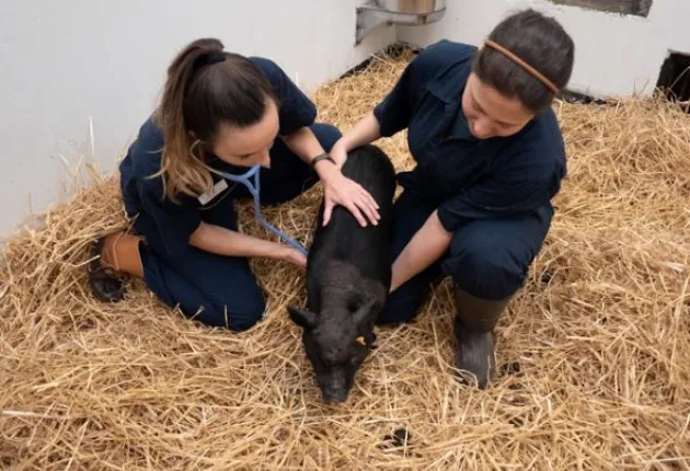 Students with farm animal