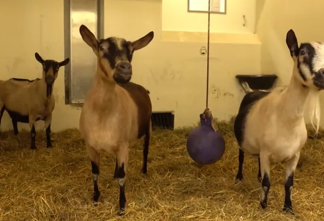 Goats in the hospital for farm animals